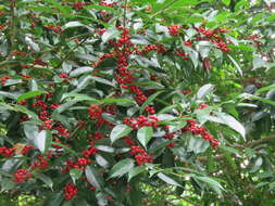 Слика од Ilex ficoidea Hemsl.