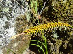 Image of Carex salticola J. R. Starr