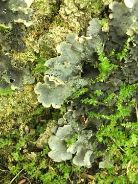 Image of felt lichen