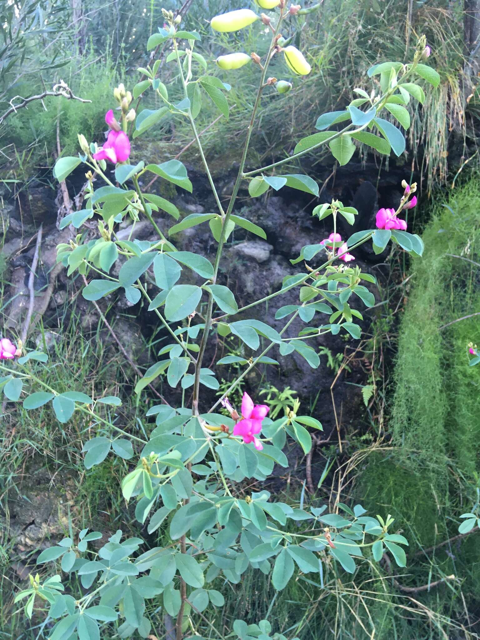 Image of Hypocalyptus coluteoides (Lam.) R. Dahlgren