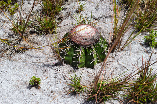 Melocactus violaceus subsp. margaritaceus N. P. Taylor resmi