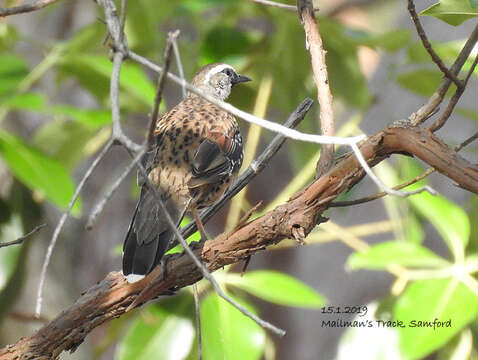 Image of Spotted Quail-thrush