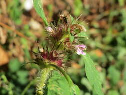 Image of Common hemp nettle