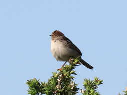 Image of Cisticola tinniens tinniens (Lichtenstein & Mhk 1842)