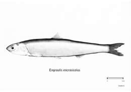 Image of Anchovy Paste