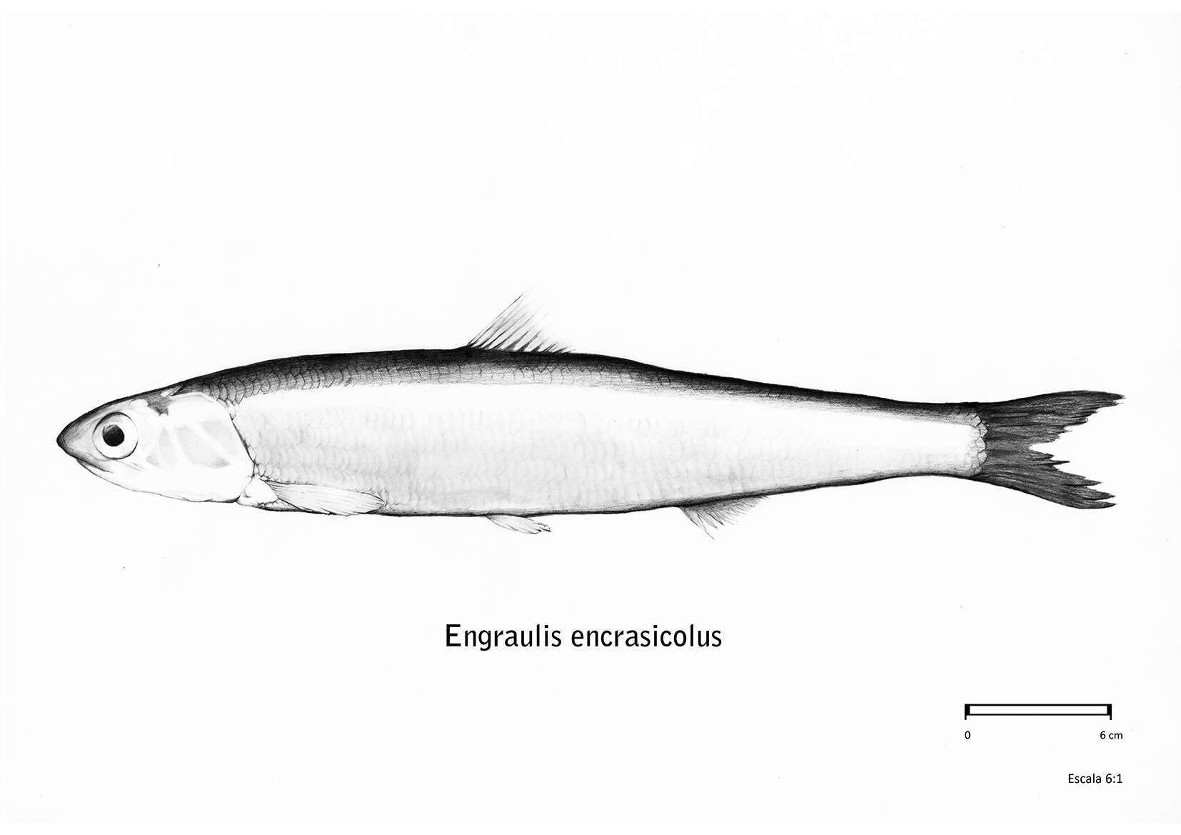 Imagem de Engraulis encrasicolus (Linnaeus 1758)