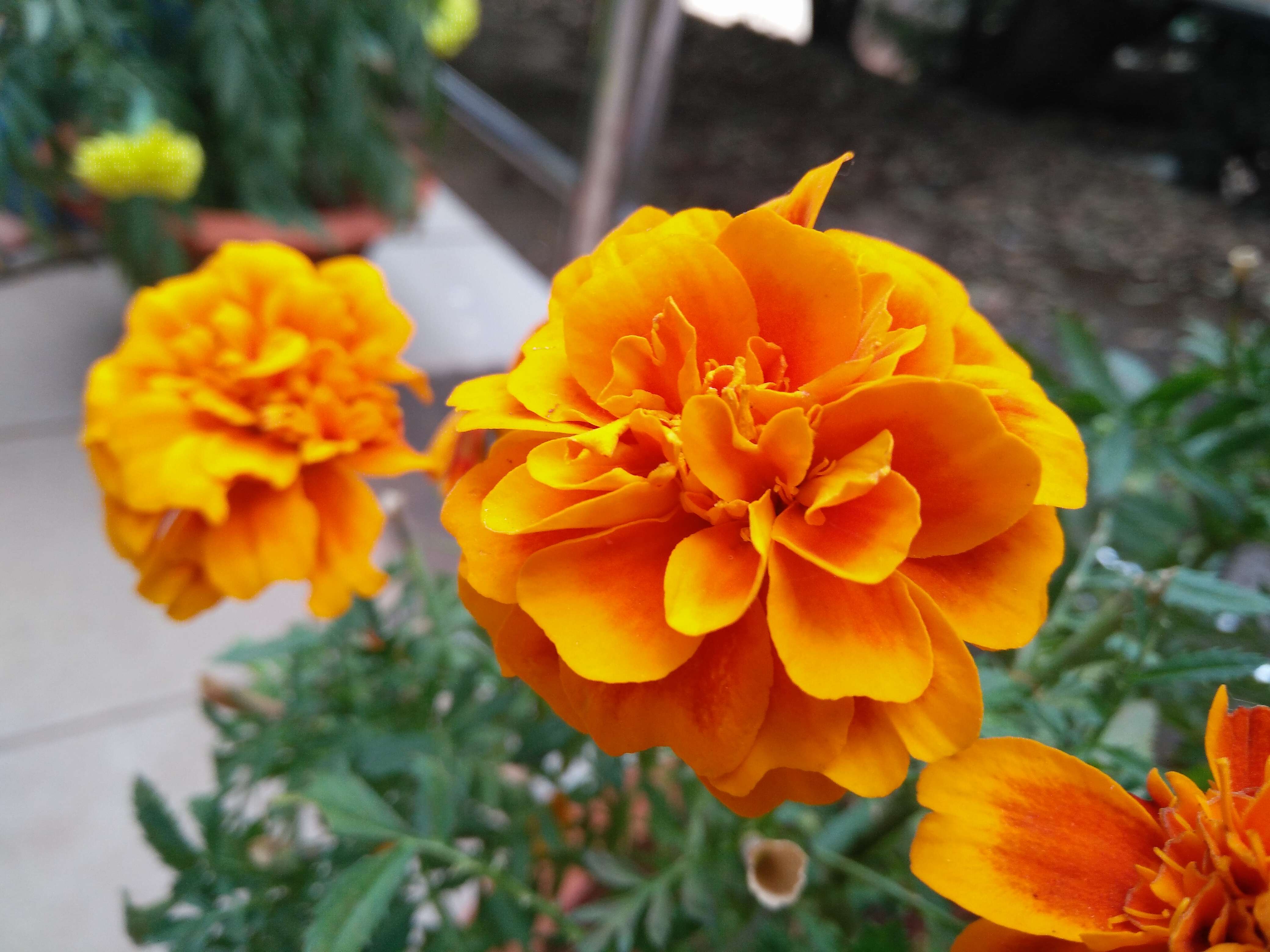 Tagetes erecta L. resmi