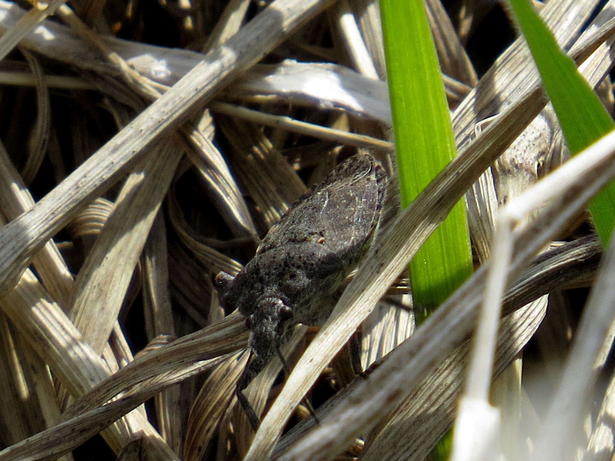 Image of Four-humped Stink Bug