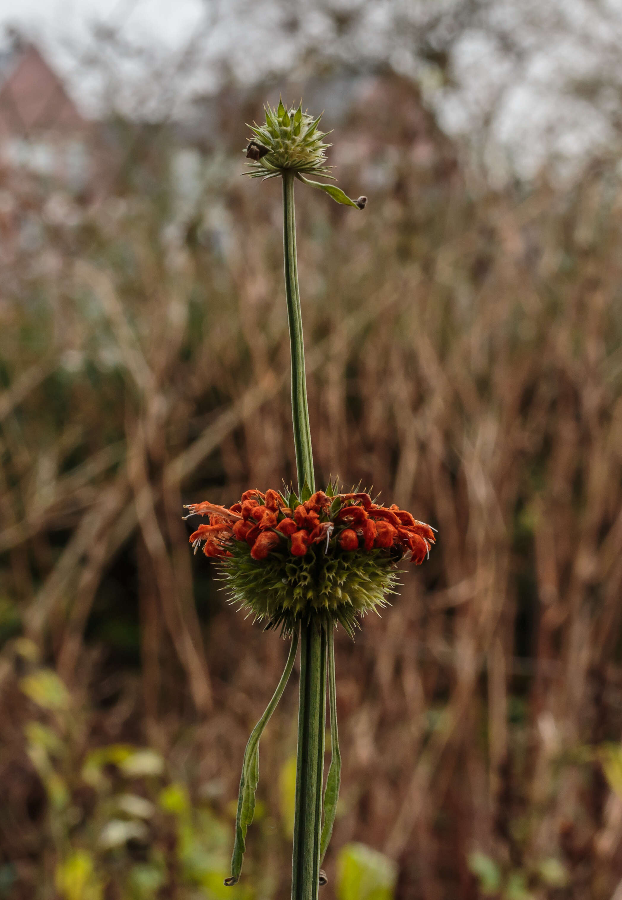 Image of Broadleaf leonotis