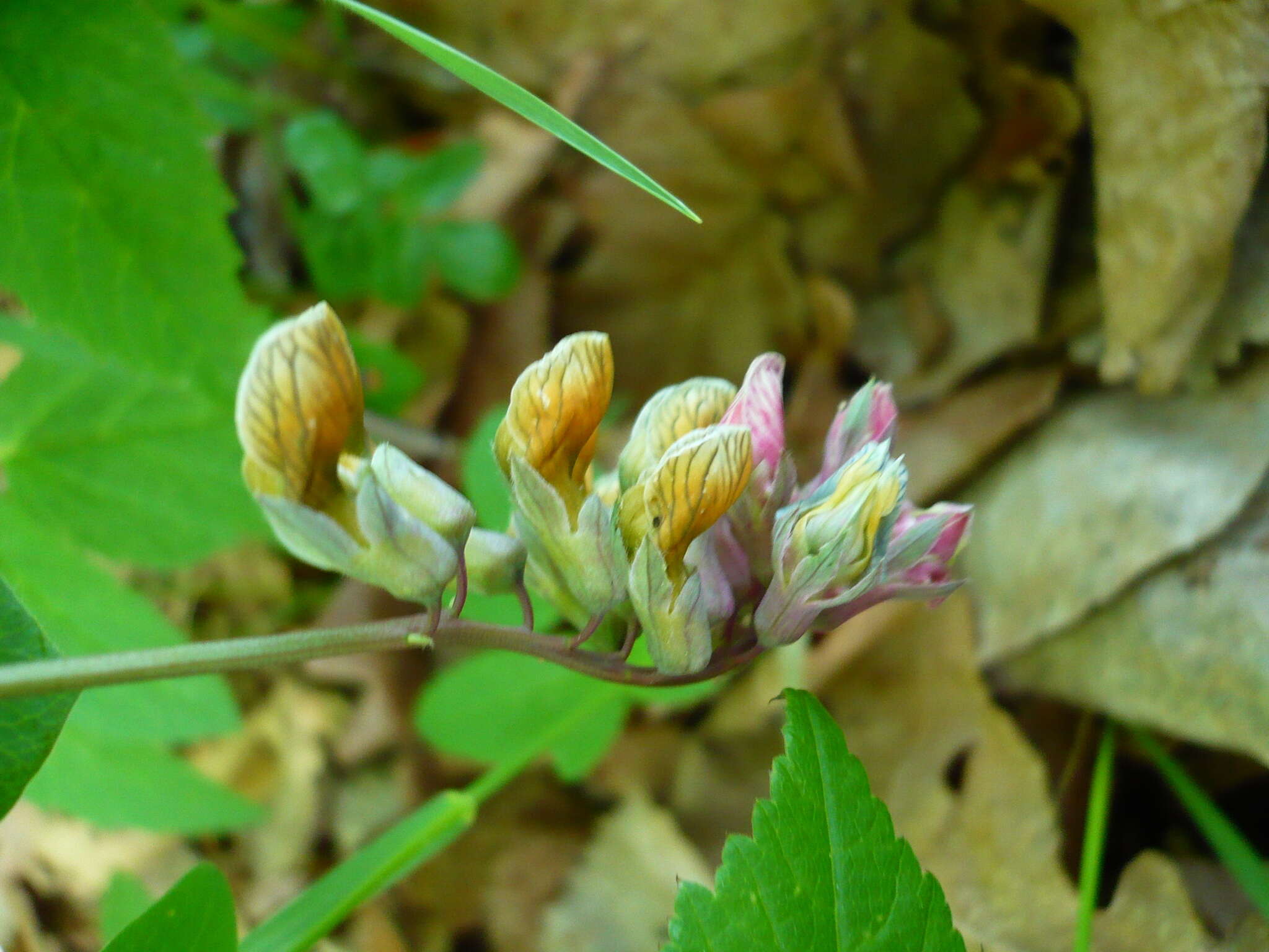 Image of Lathyrus pisiformis L.