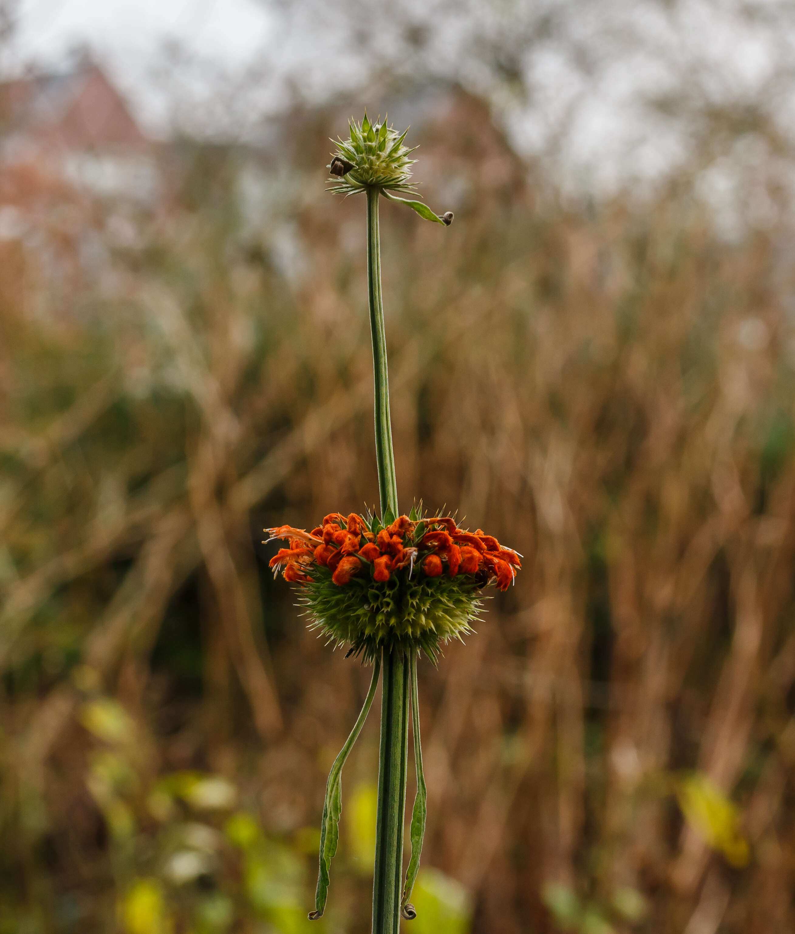 Image of Broadleaf leonotis