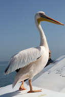 Image of Great White Pelican