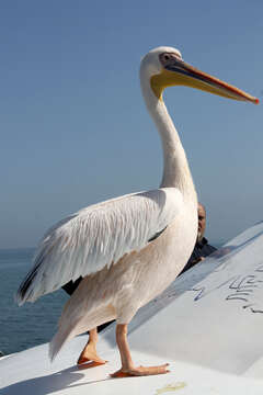 Image of Great White Pelican