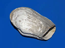 Image of Soft-shelled clam