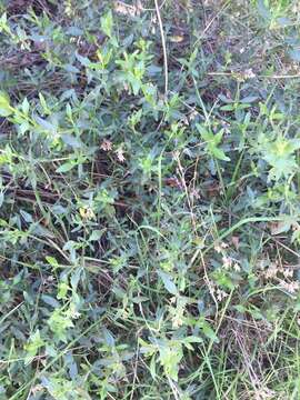 Teucrium bicolor Sm. resmi