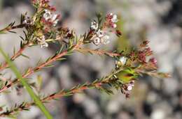 Image of Diosma hirsuta L.