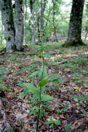 Image of Narrow-lipped helleborine