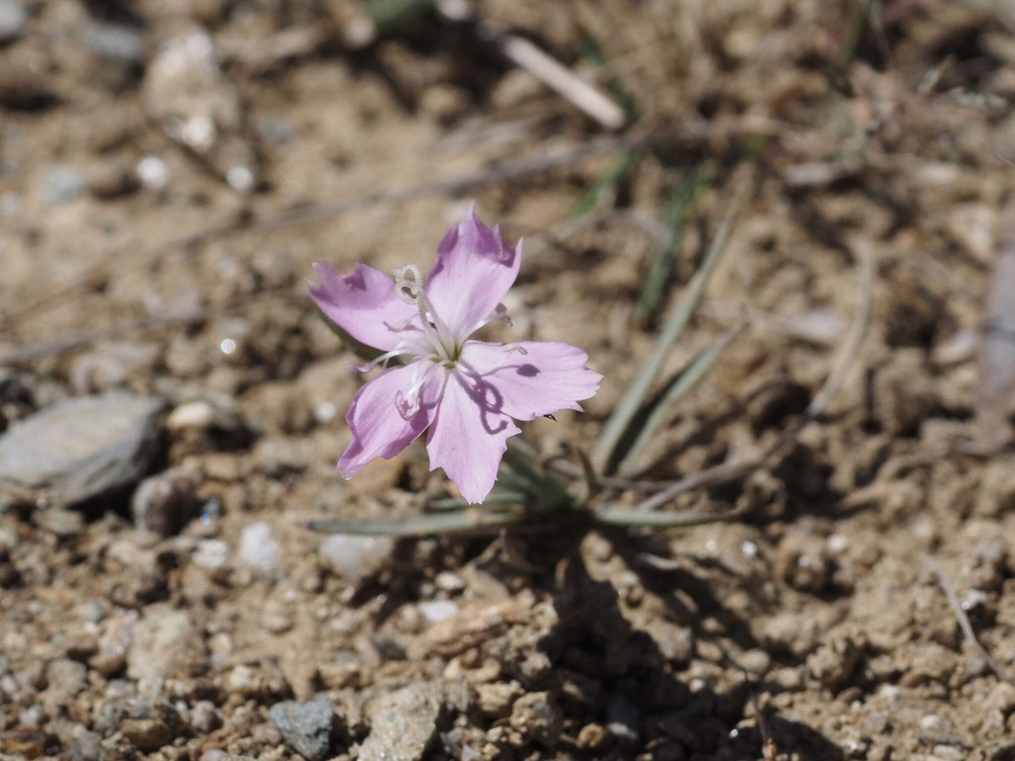 Image of Dianthus deserti Ky.