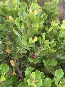 Image of Searsia lucida elliptica (Sond.) Moffett