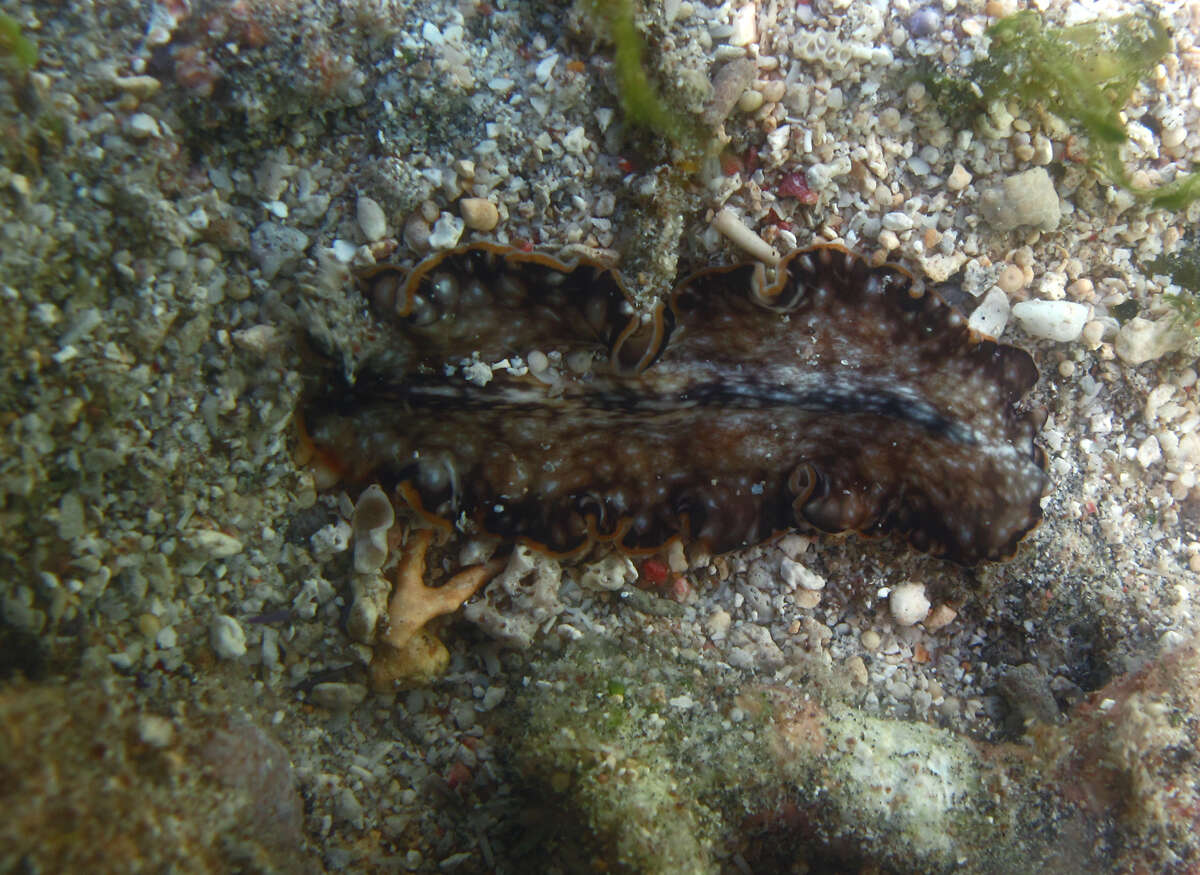 Image of Pseudobiceros