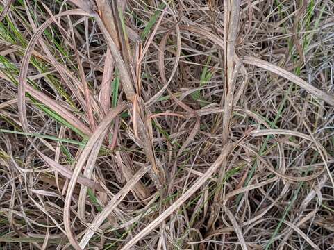 Schizachyrium scoparium (Michx.) Nash resmi