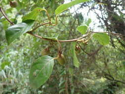 Image de Actinidia callosa var. discolor C. F. Liang