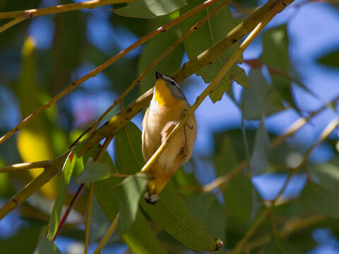 Image of Pardalotes