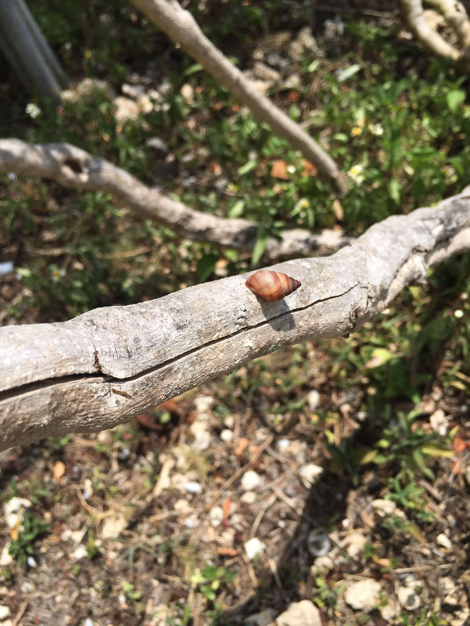 Imagem de <i>Bulimulus guadalupensis</i>