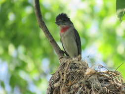 Pachyramphus aglaiae (Lafresnaye 1839) resmi