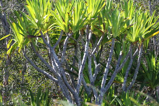 Image of Pandanus rollotii Martelli