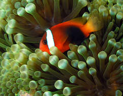 Plancia ëd Amphiprion melanopus Bleeker 1852