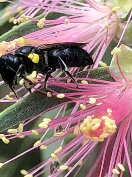 Image of Meroglossa sulcifrons (Smith 1853)