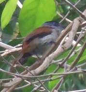 Image of Sao Tome Paradise Flycatcher