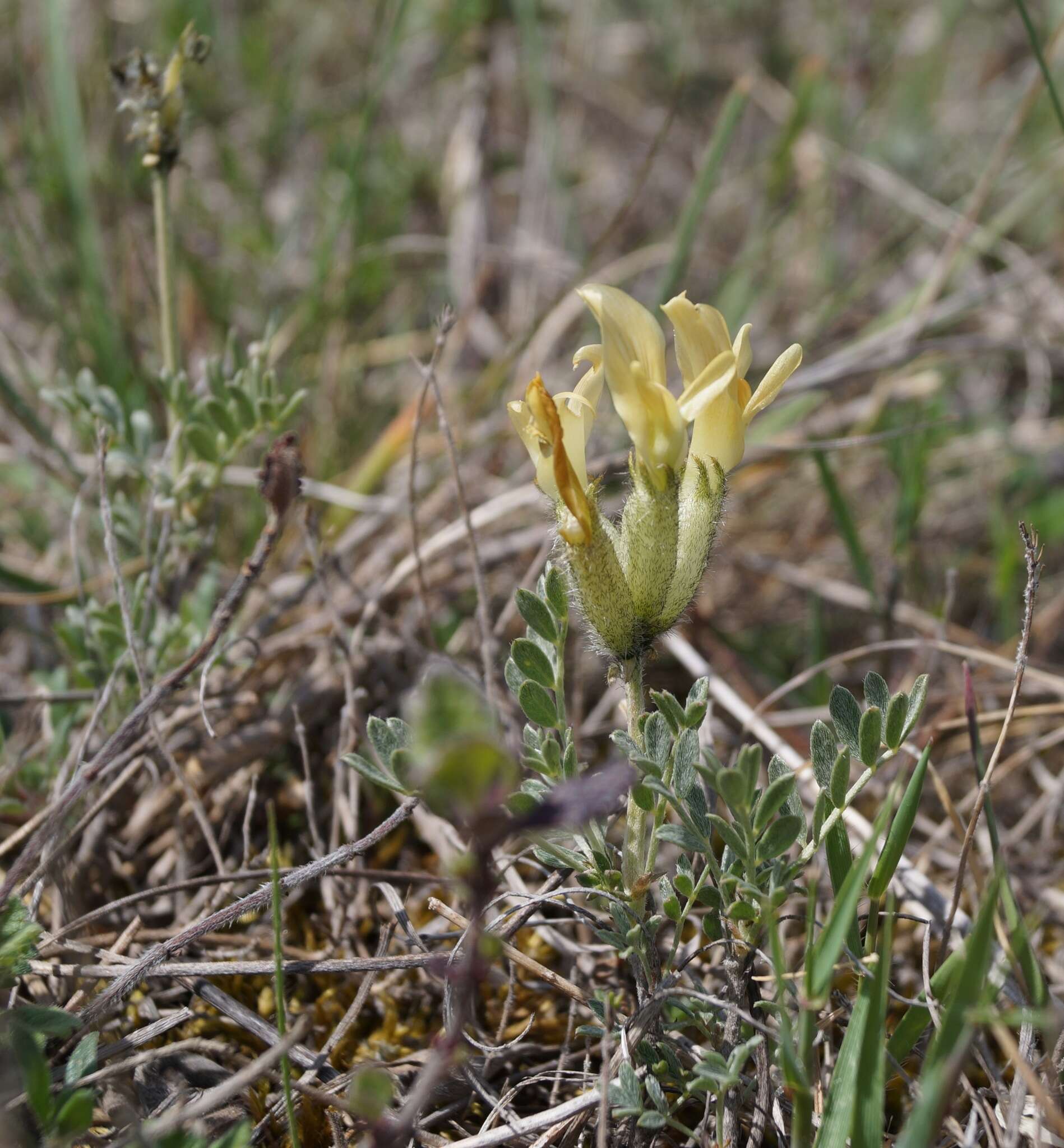 صورة Astragalus albicaulis DC.