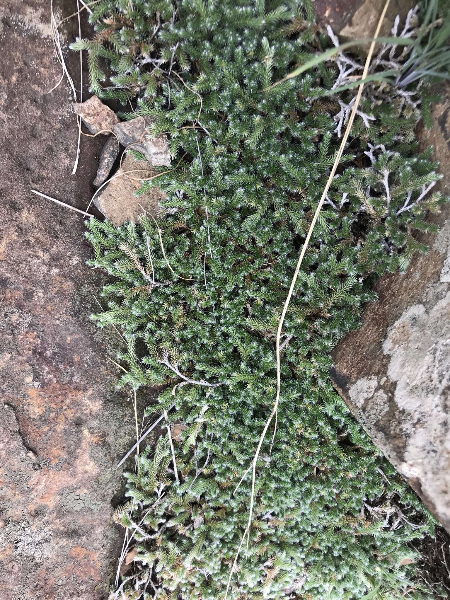 Image of Selaginella dregei (Presl) Hieron.