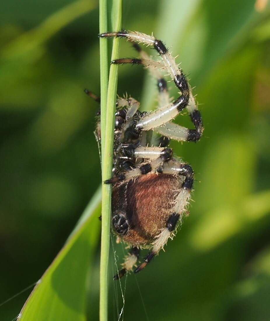 Image of Shamrock Orbweaver