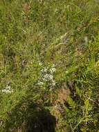 Sivun Leptospermum polygalifolium Salisb. kuva