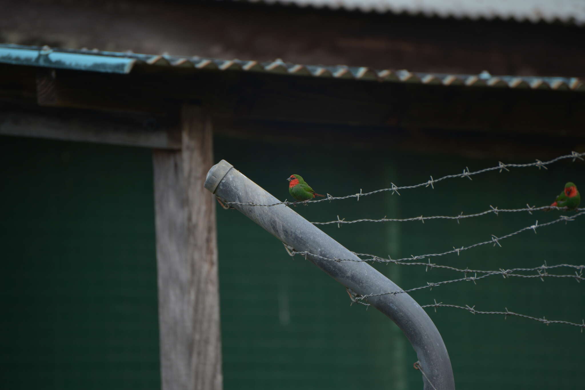 Image of Red-throated Parrot-Finch