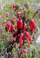 Image of <i>Erica monadelphia</i>