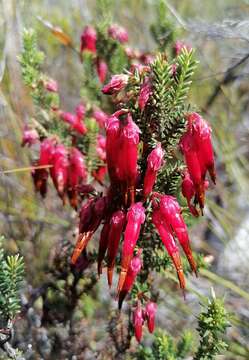 Image of <i>Erica monadelphia</i>