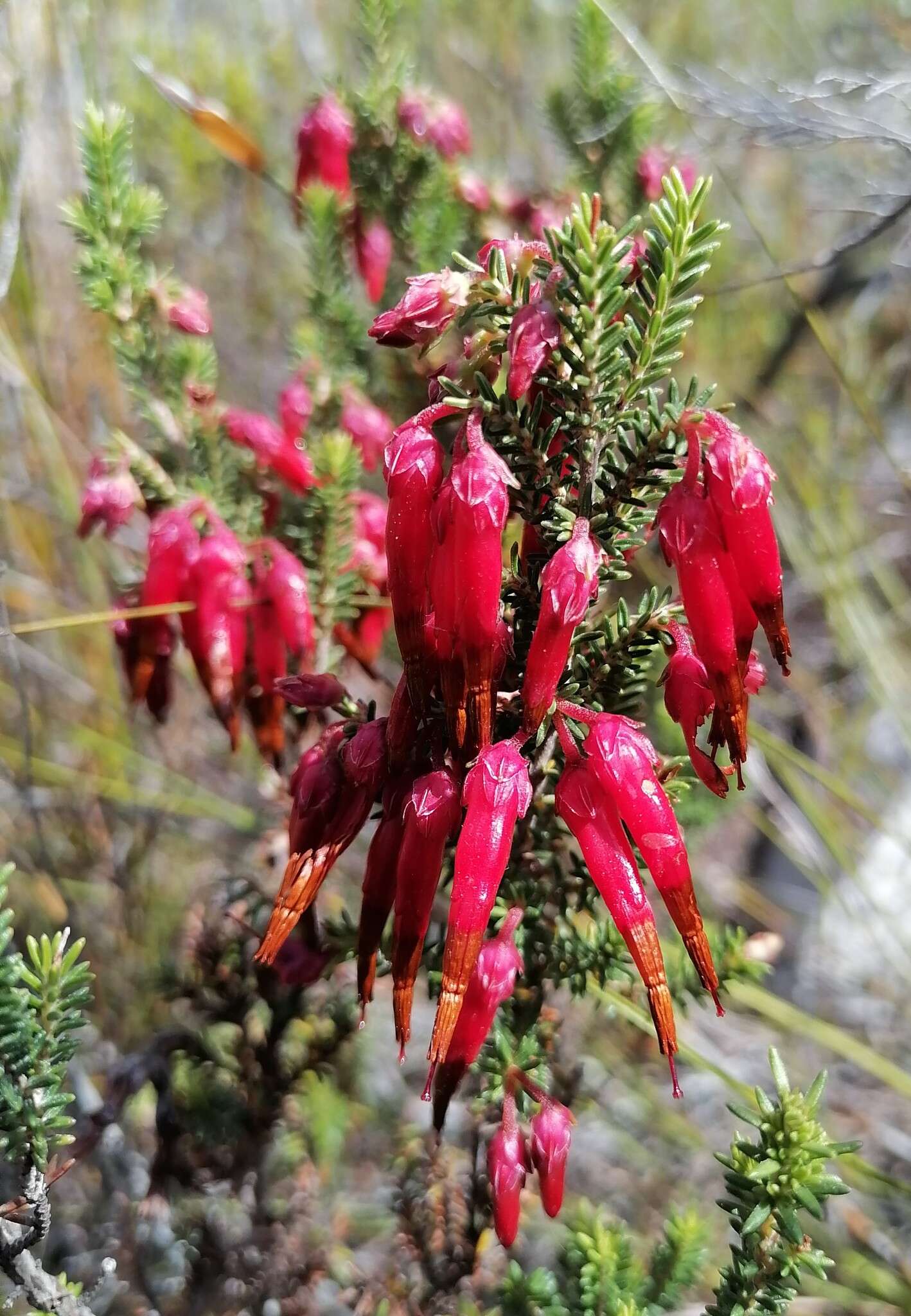 Image of <i>Erica monadelphia</i>