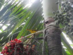 Image of Principe Golden Weaver