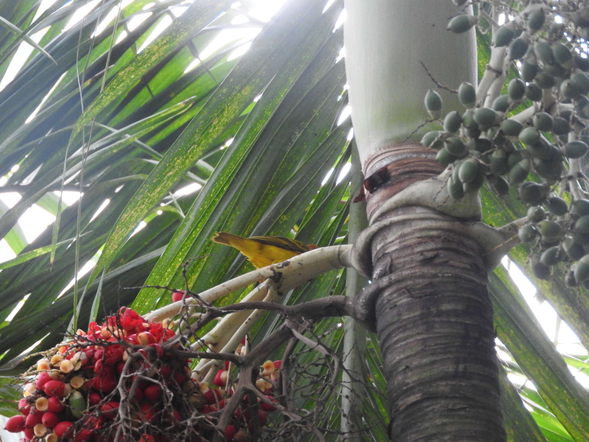 Image of Principe Golden Weaver