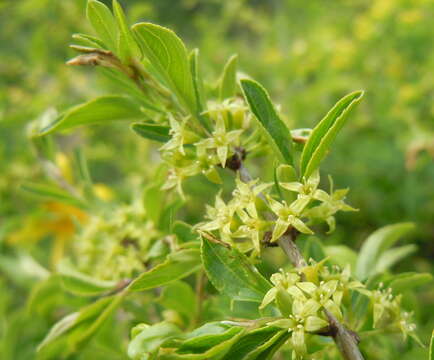 Слика од Rhamnus saxatilis Jacq.