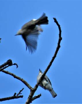 Image of <i>Fraseria <i>caerulescens</i></i> caerulescens