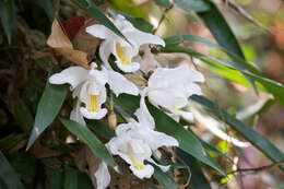 Coelogyne cristata Lindl. resmi