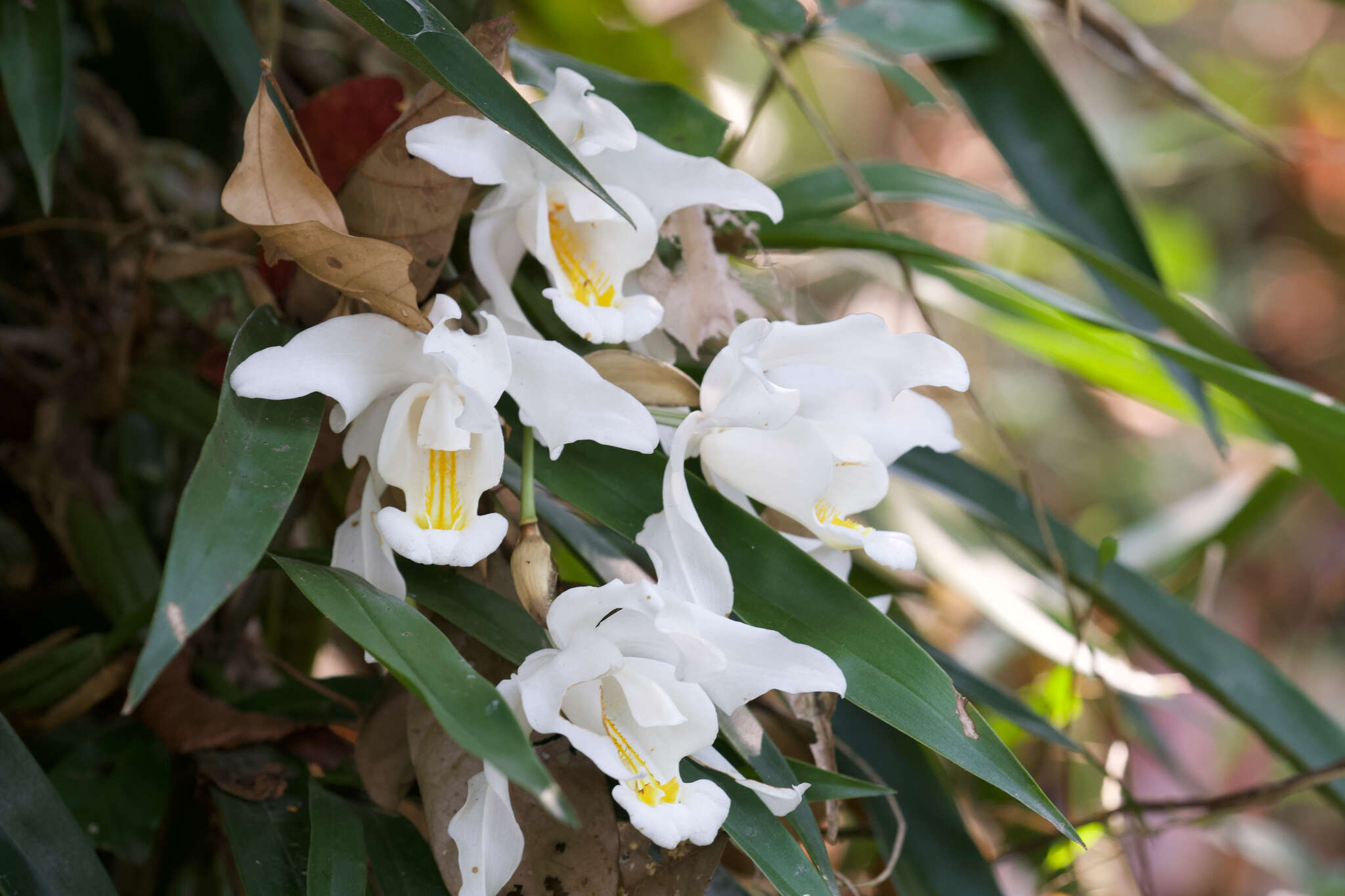 Image of Coelogyne cristata Lindl.