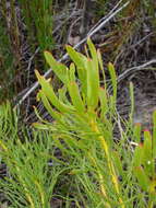 Image of Leucadendron platyspermum R. Br.