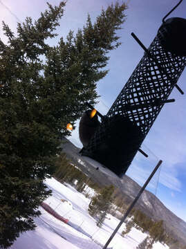 Image of Mountain Chickadee