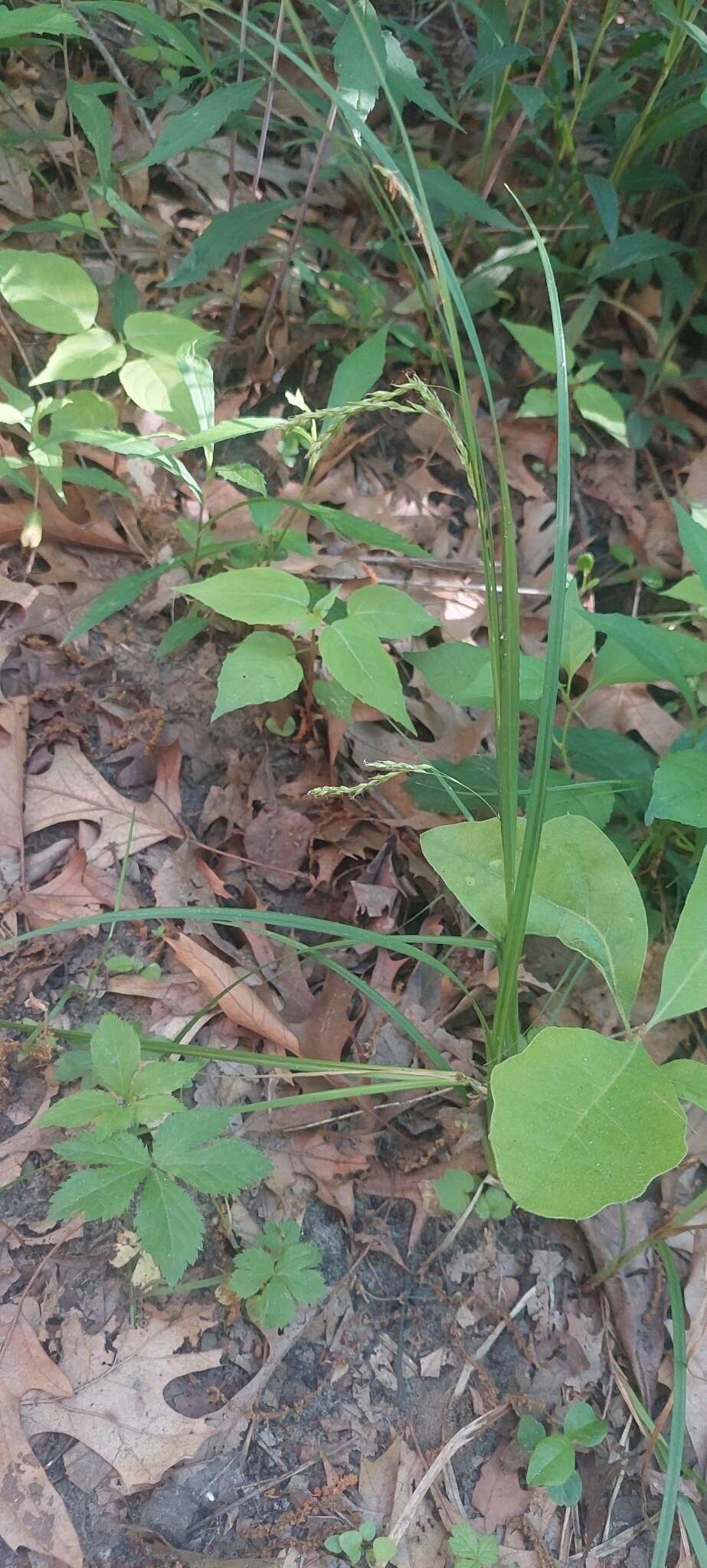 Imagem de Carex debilis var. rudgei L. H. Bailey